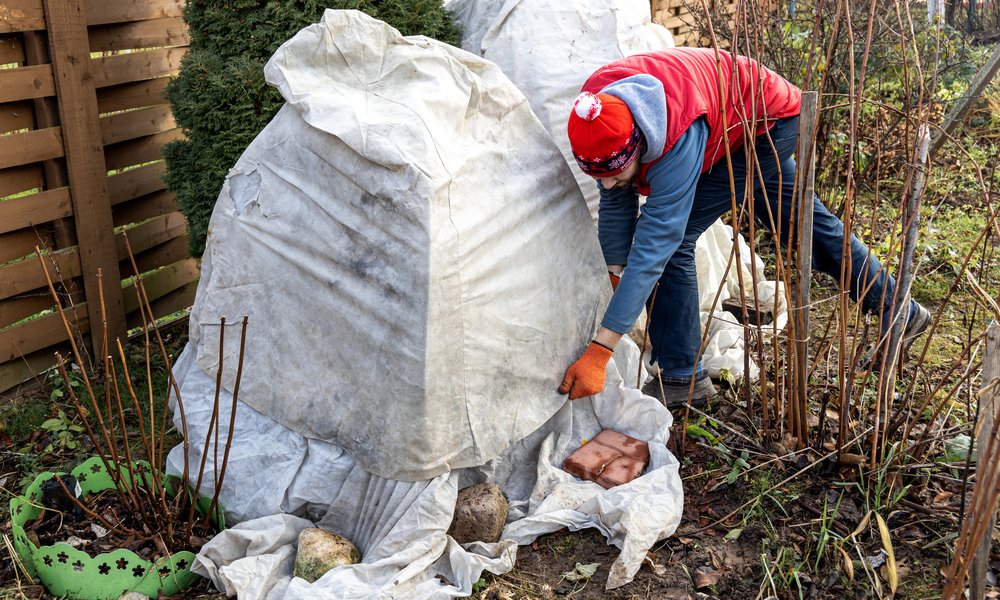 Bien que rustique, les rhododendrons, surtout en pot, ont besoin d'une protection hivernale 