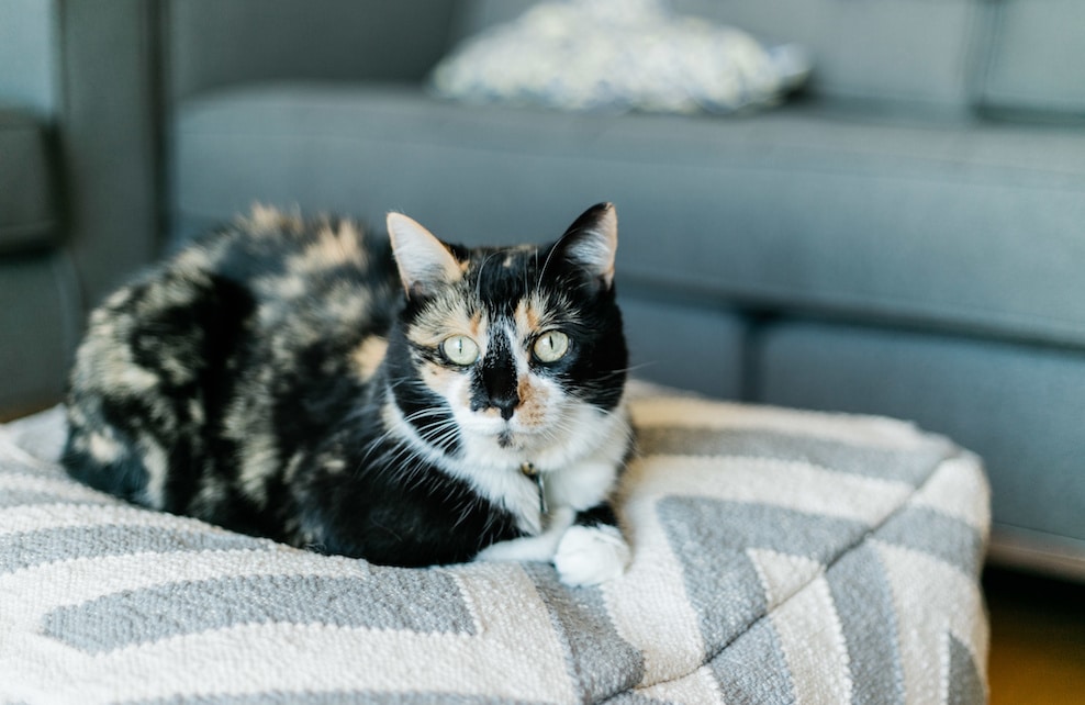 6 idées déco pour votre chat Jardiland — free download