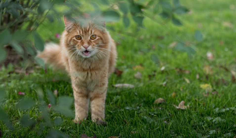 Comprendre et interpréter le miaulement du chat Jardiland