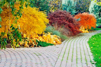 Employez les plantes  feuillage color - Gamm vert