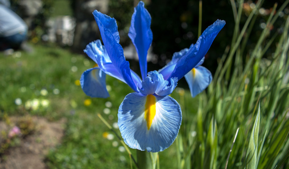 23 fleurs bleues pour colorer son extérieur - Jardiland