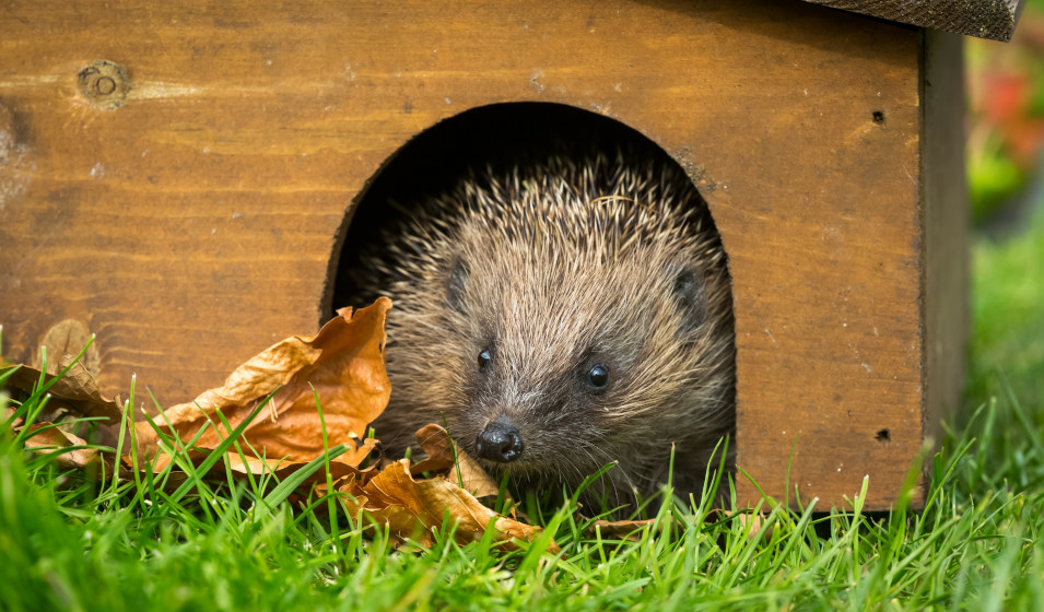 Un hérisson commun dans un abri en bois sur l'herbe d'un jardin