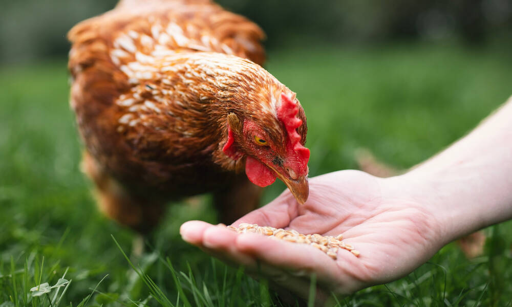 De temps en temps, donnez un vermifuge naturel à vos poules, en cure