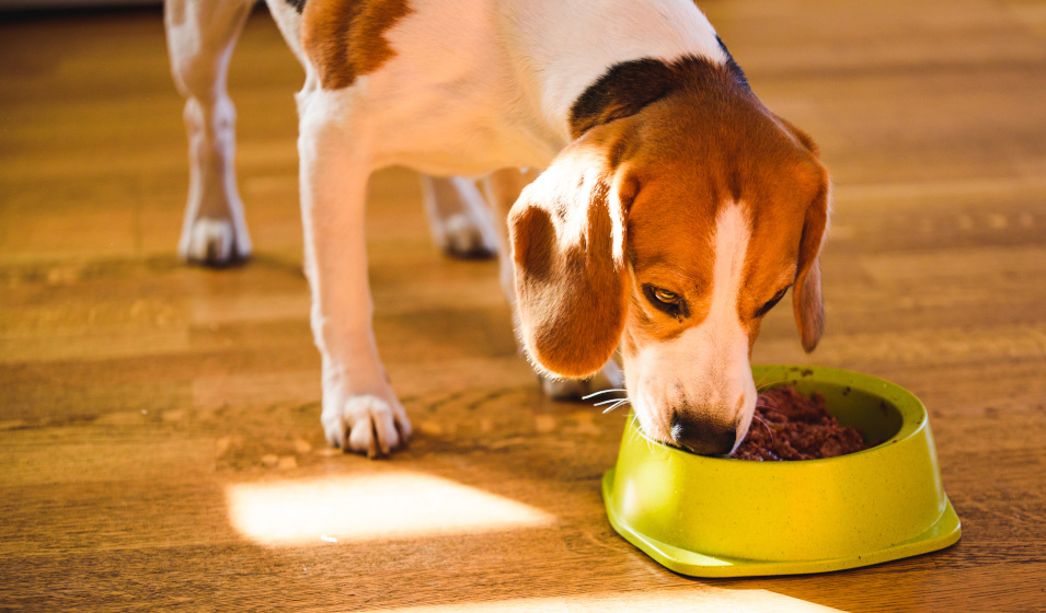 Un chien beagle mange de la pâtée dans une gamelle en plastique