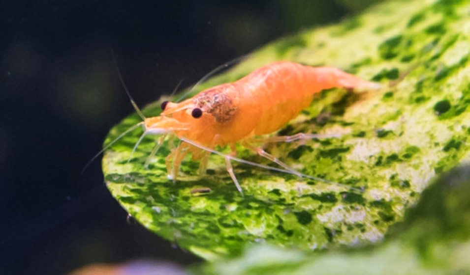 Granulés Mue & Reproduction pour crevettes d'aquarium – AquaElevage