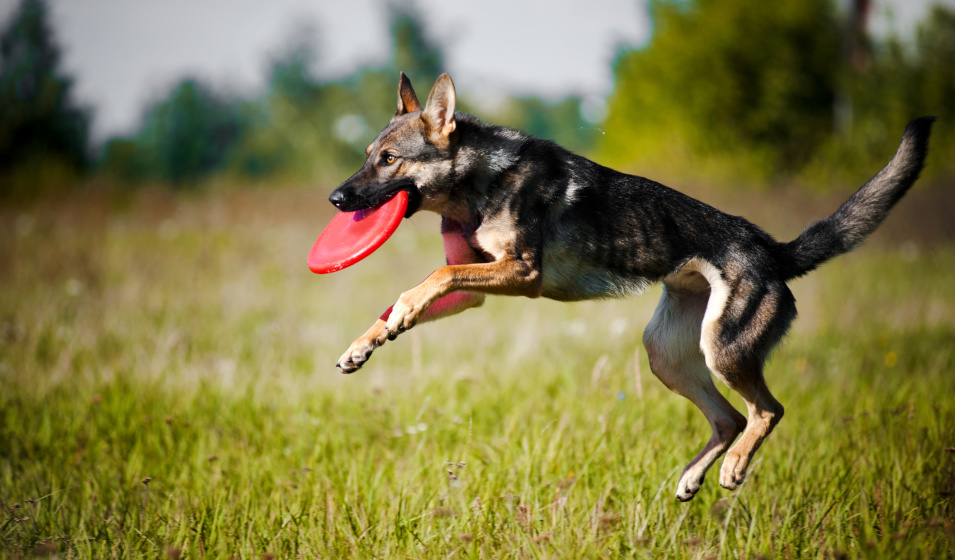 Un vomissement ponctuel chez un chien n'est pas forcément grave ! 