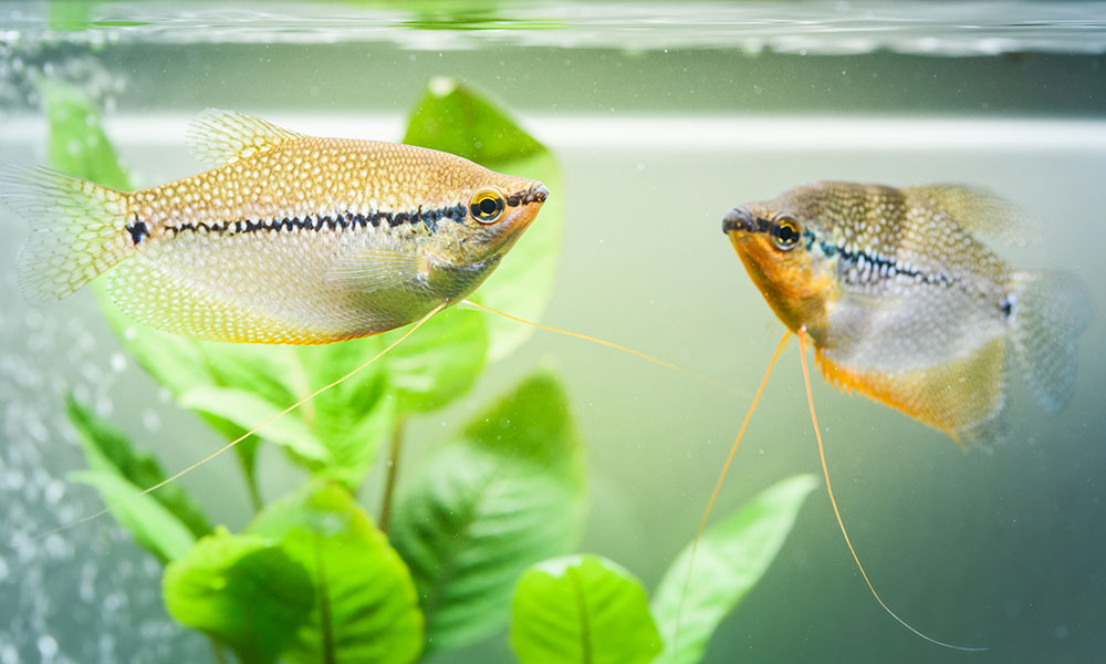 Dans un aquarium bien équilibré, chaque poisson trouve son flot.