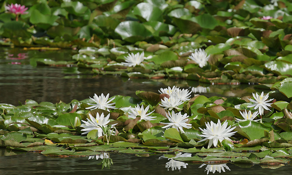 Les plantes aquatiques jouent un rôle important dans l’équilibre du bassin.