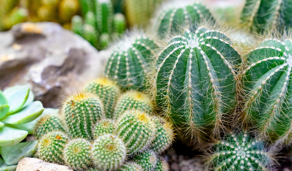 Comment entretenir les cactus et plantes grasses ? - Jardiland