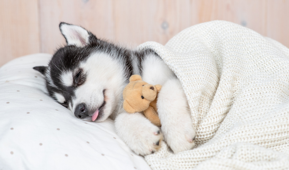 Une couverture et un doudou aident à calmer les pleurs du chiot 