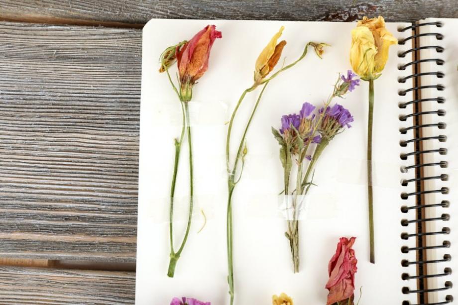 Séchage de fleurs à l'ancienne entre 2 pages d'un livre