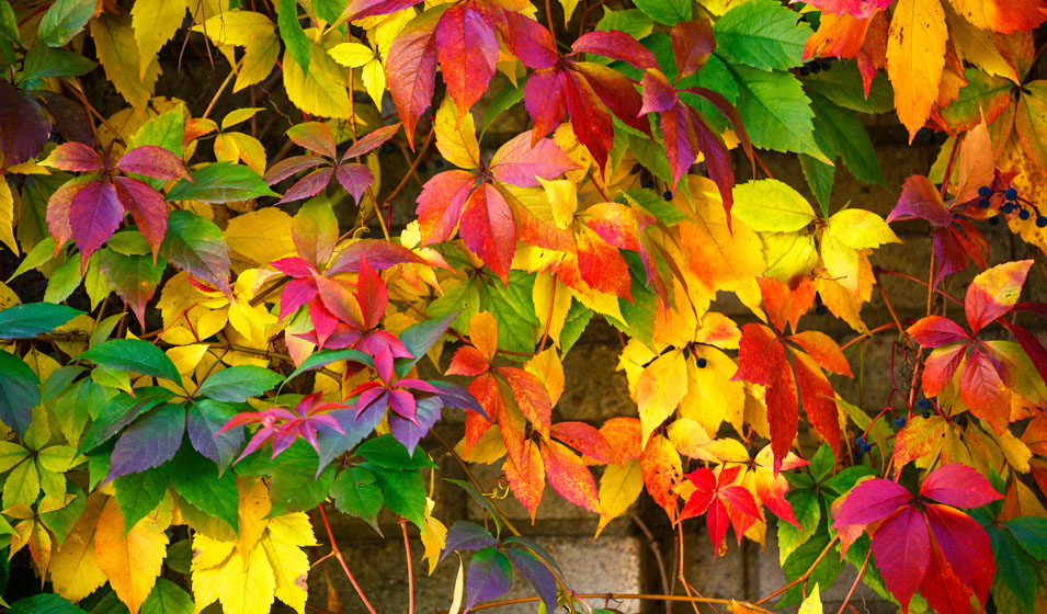 Plantes grimpantes : la vigne vierge (Parthenocissus)