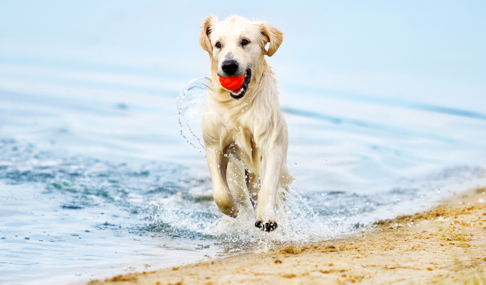 chien balle