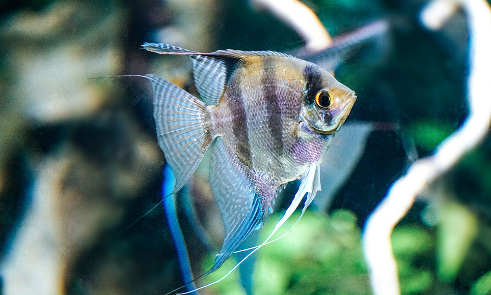 Dans l'eau claire, le poisson est roi.