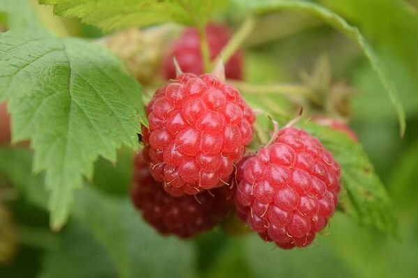 Framboisier : Plantation, taille et conseils d'entretien