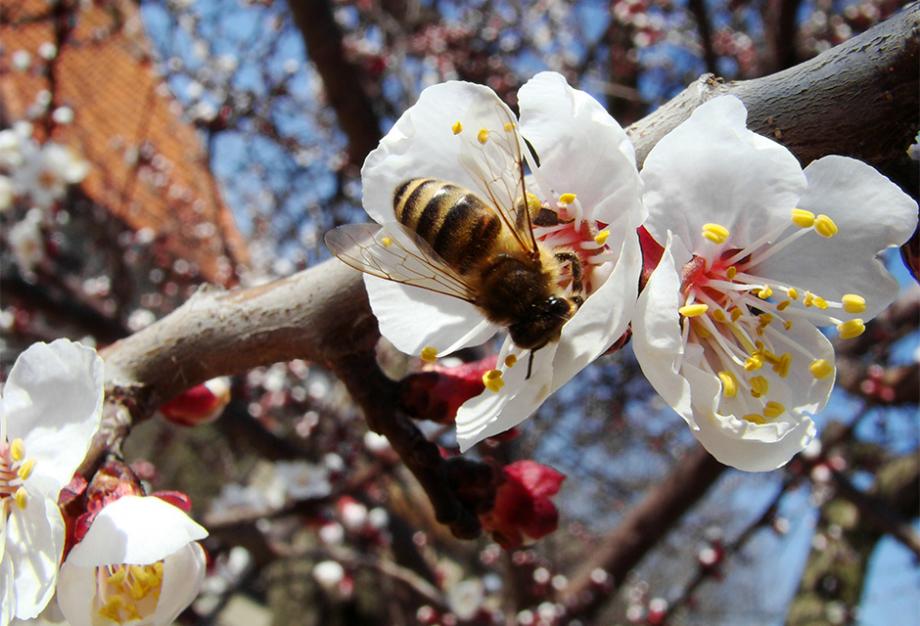 Pollinisation de l’abricotier