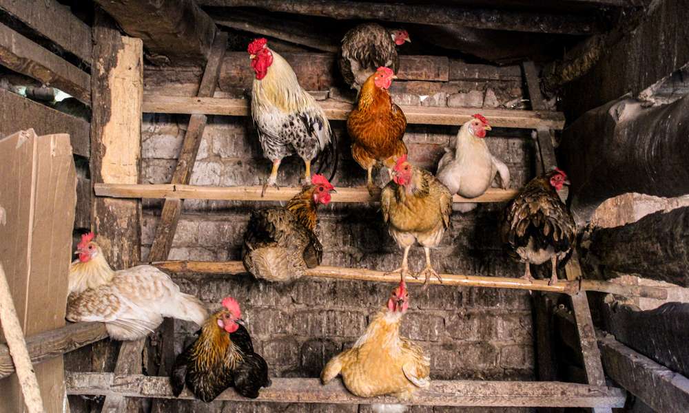 La nuit, les poules doivent être bien enfermées dans un poulailler verrouillé et étanchéifié