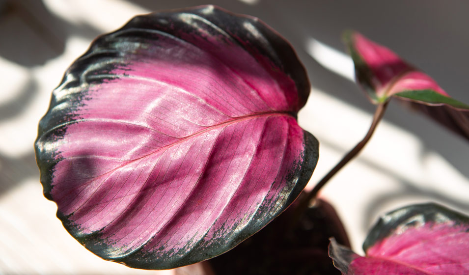 8 plantes d'intrieur colores pour la maison - Jardiland
