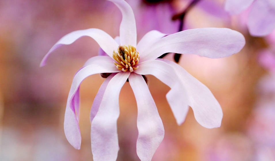 Magnolia étoilé