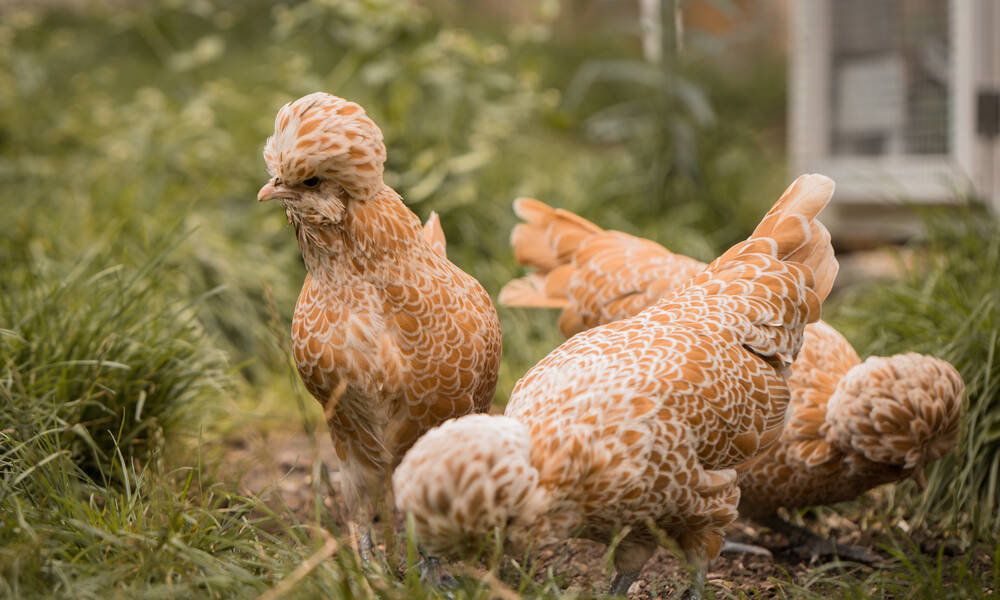 Poules Padoue et autres races moins courantes peuvent être trouvées chez des éleveurs