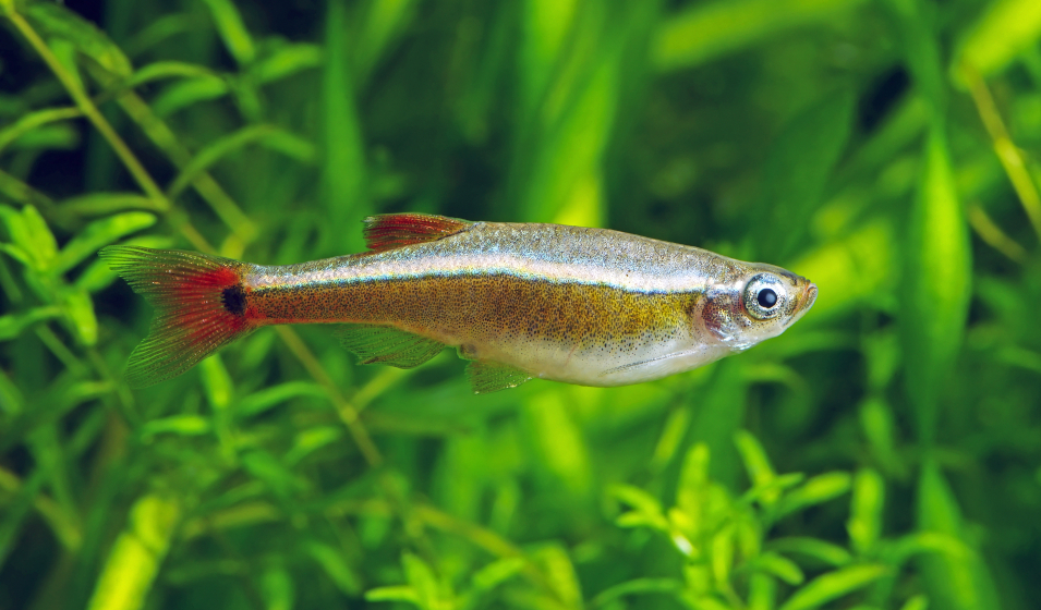 Le néon, un petit poisson d'aquarium d'eau douce