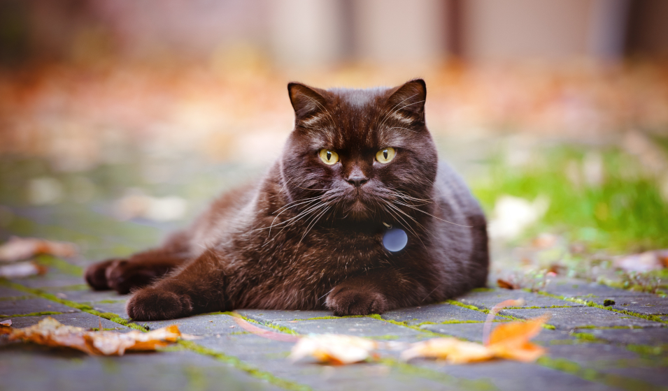 chat