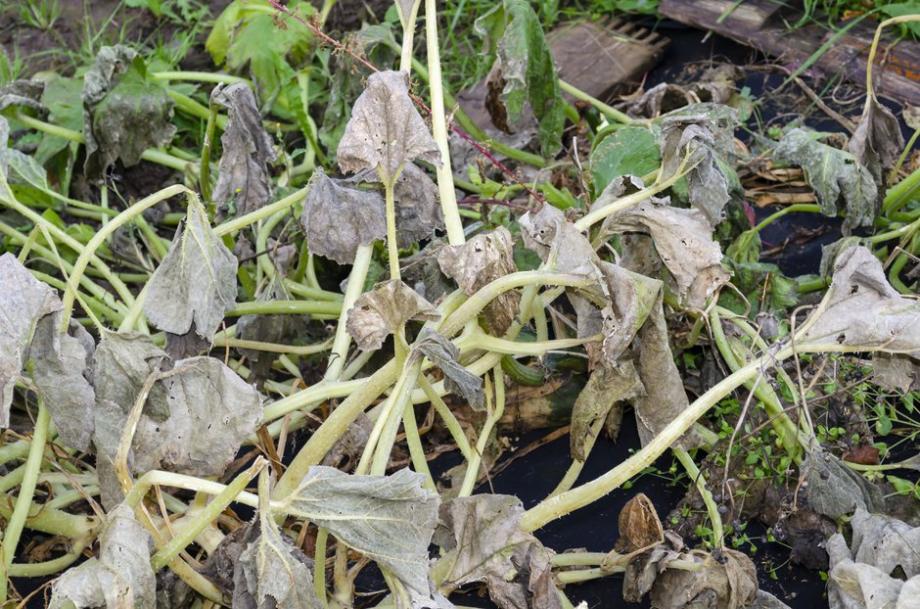 Combien De Courgettes Par Pied