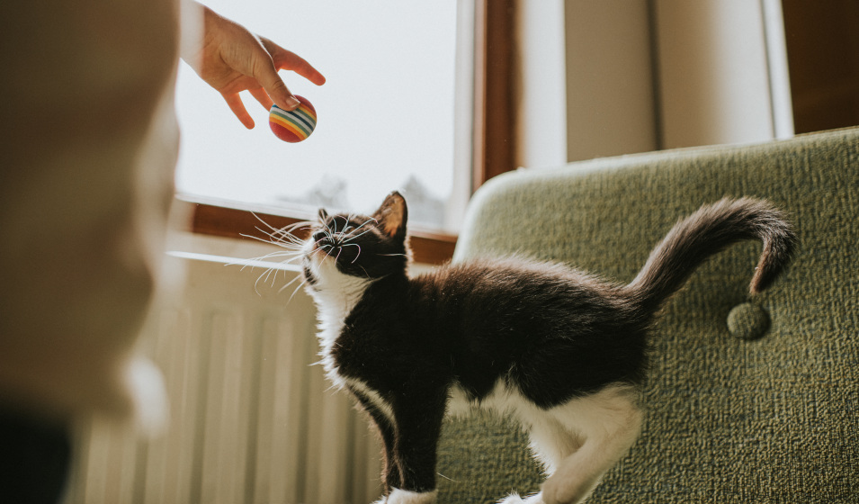 La stimulation physique et mentale est essentielle au bien-être du chat