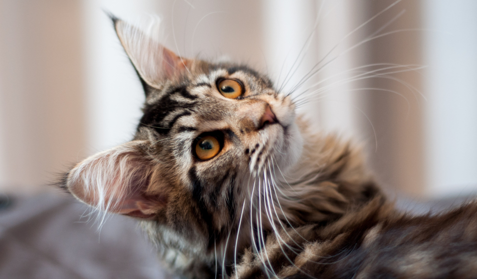 chat