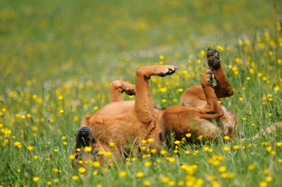 J'apprends de nouveaux tours à mon chien - Gamm vert