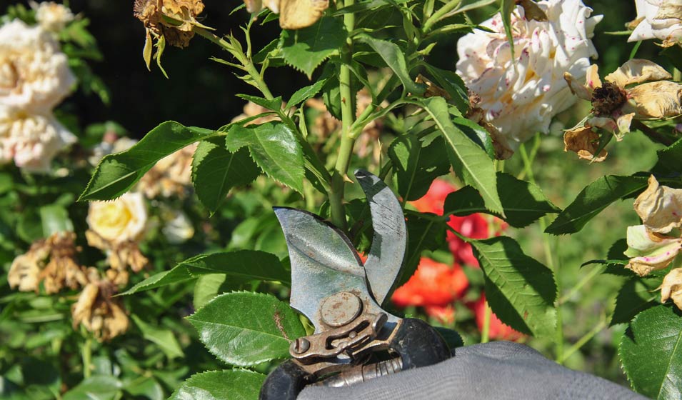La petite coupe de printemps