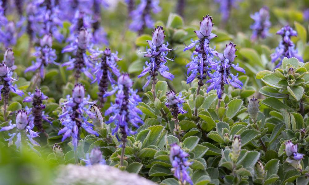 Le coléus, pour éloigner chats et chiens du potager