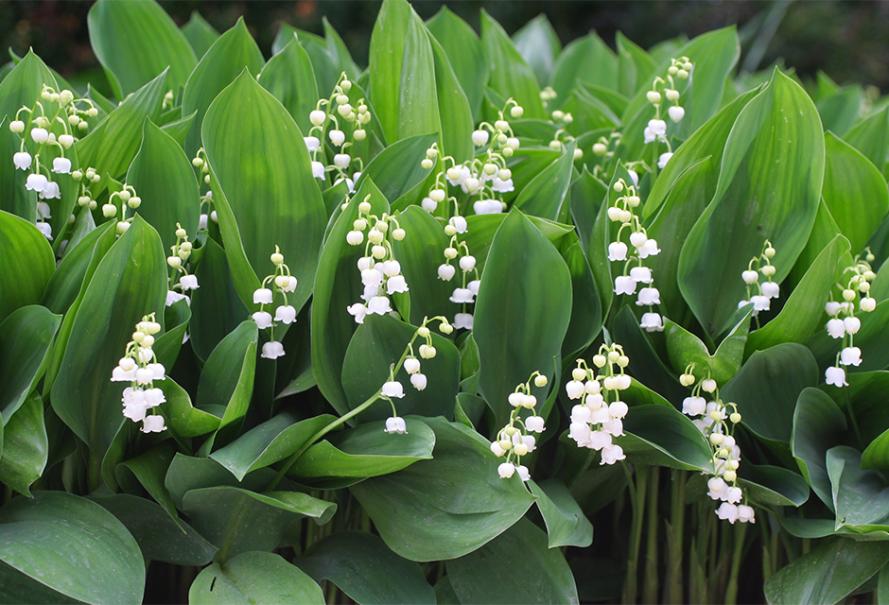 Offrez du muguet Nantais dès aujourd'hui !