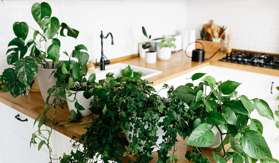 Plante artificielle d'intérieur Ficus liane