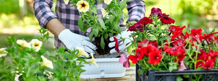 Comment planter des mottes de pétunia ?