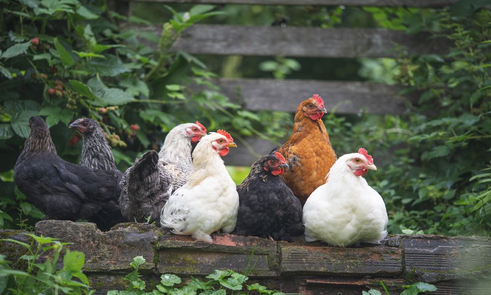 Les poules sont des animaux sociaux, elles ont besoin de la compagnie de leurs congénères