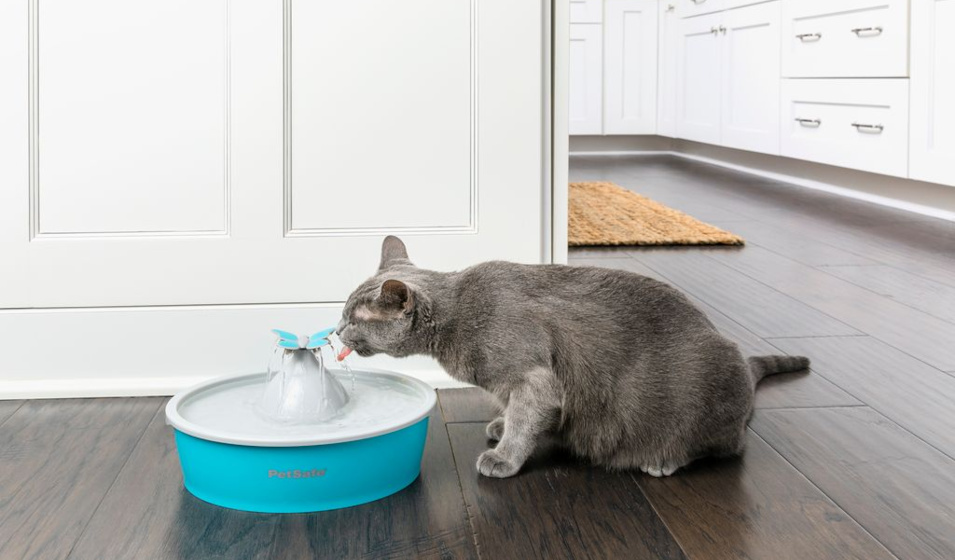 Un chat gris boit à une jolie fontaine à eau en plastique