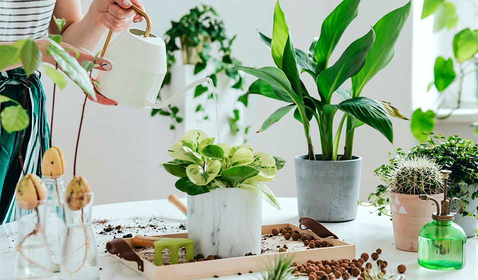 Pourquoi apporter de l'engrais à tes plantes d'intérieur ? - Vert Bobo