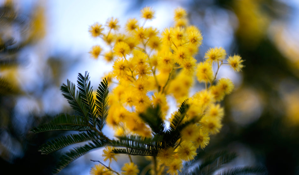 Mimosa d’hiver