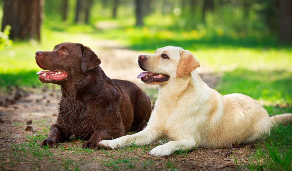 chiens