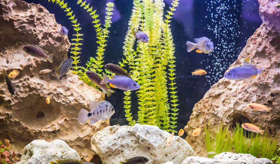especes poissons cohabiter 8