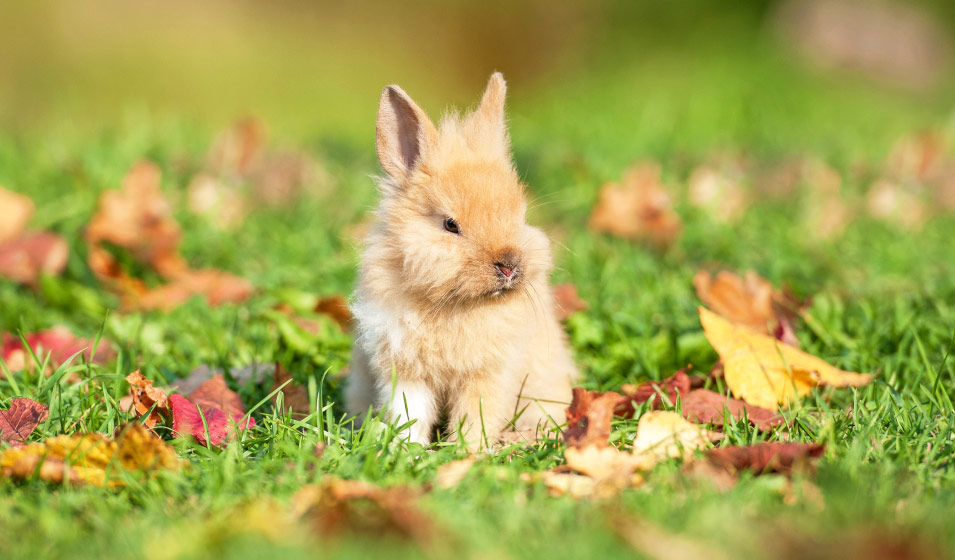 Connaître et soigner les maladies du lapin nain - Jardiland
