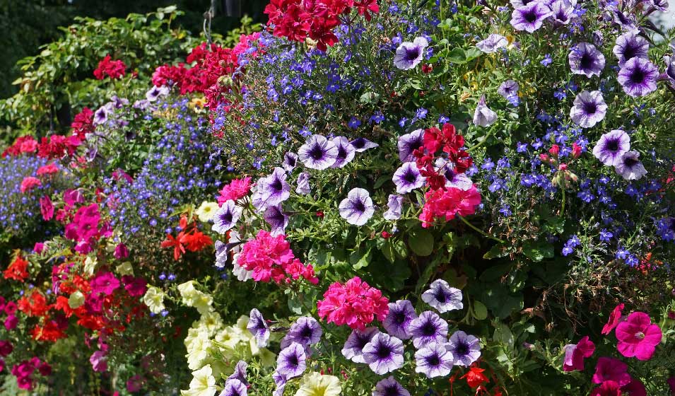 petunia