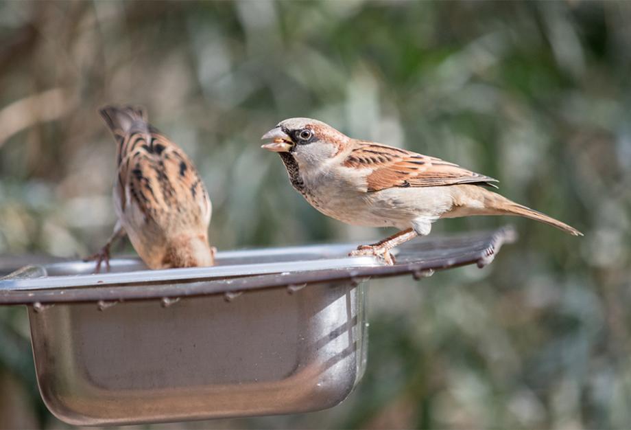 Bain d'oiseau/mangeoire pour oiseaux en fonte - Jardiland