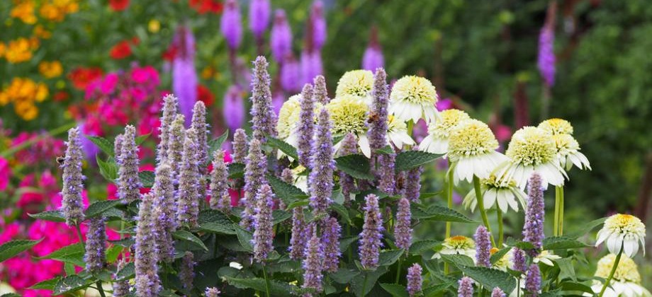 Echinacea 'Milkshake' et Agastache - © Anna Gratys - stock.adobe.com