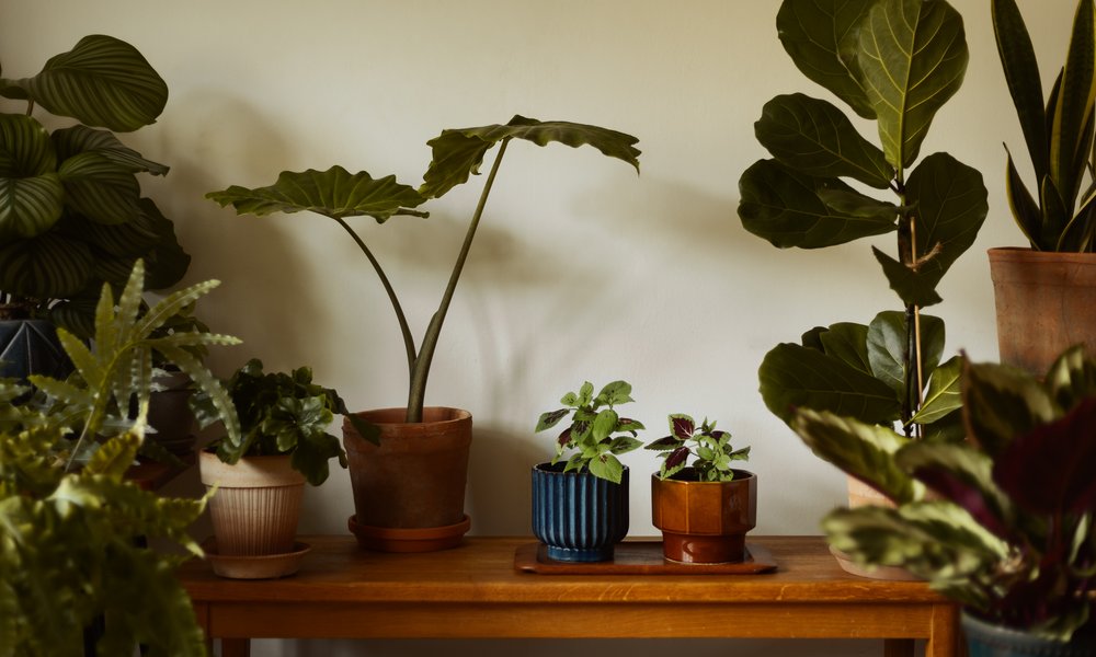 Les ficus et autres plantes vertes ont besoin d'un engrais azoté
