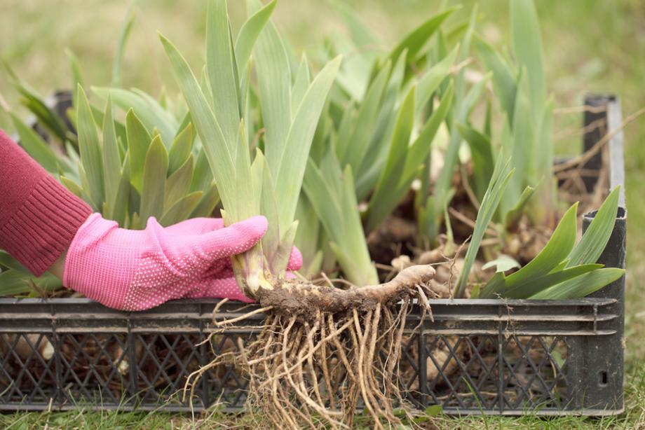Sitemapcdatahttpsshopinf Inetcomcombien De Temps Peut On Garder Des Rhizomes D Iris