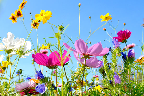 Une espèce de plantes est une classification des végétaux