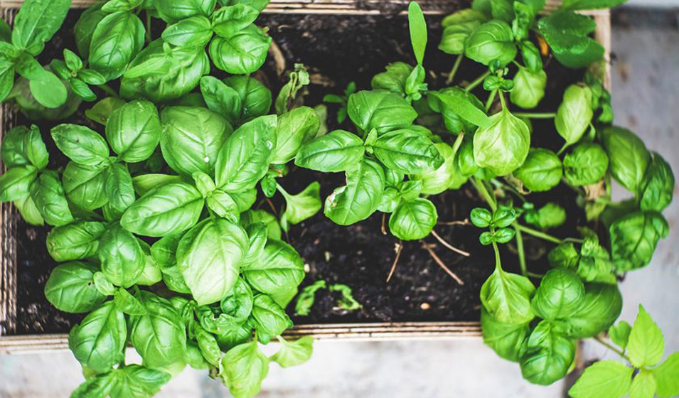 Créer un jardin aromatique sur son balcon Jardiland — free download
