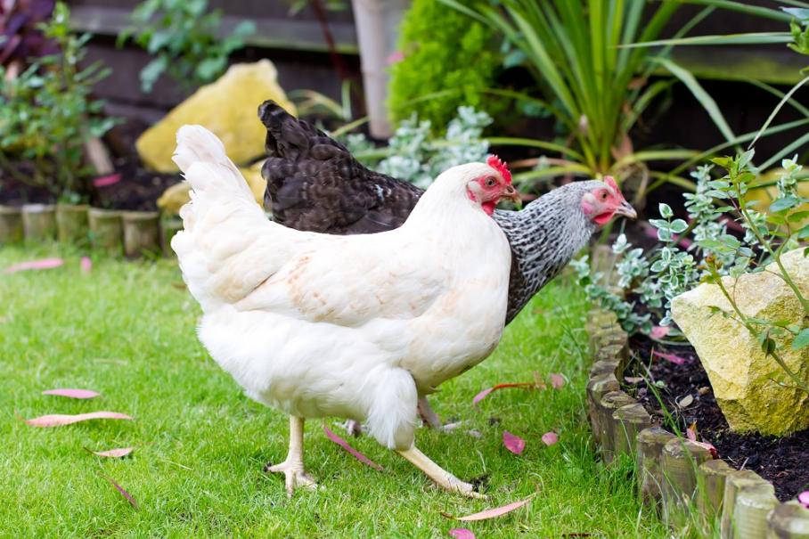 7 bonnes raisons d'avoir des poules en ville - Gamm vert